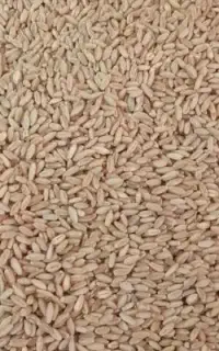 گندم تمیز
