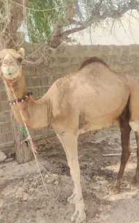شتر نر تقریبا 140کیلو