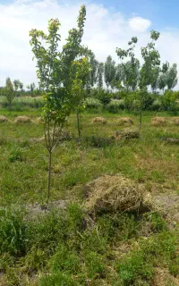 فروش یونجه چین اول