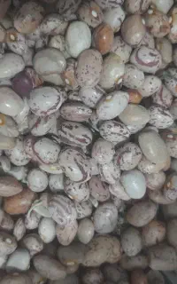 لوبیاچیتی