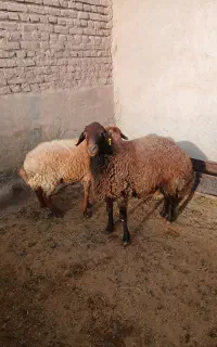قوچ هترو اصل