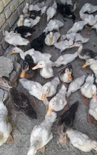 جوجه اردک دوماهه ونیمه