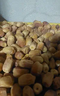 قصب درجه 1