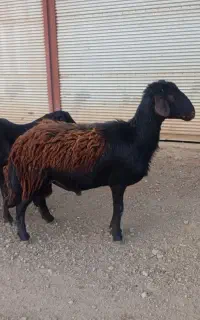 کاور نر