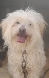 دو عدد سگ پاکوتاه به فروش می‌رسد