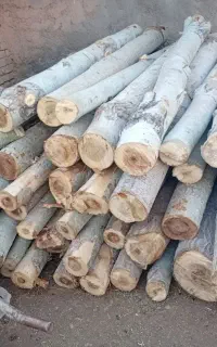 چوب باغی و تیر سقفی و نوپان و سپیدار خریداریم