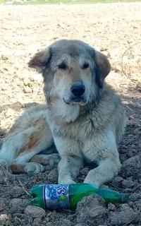 سگ گله ای