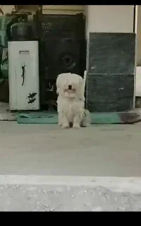 شیتزوسایزصفر