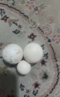 الماس آسیابی  اصلی