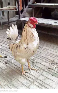 خروس گلین فروش یا معاوضه