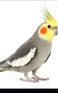 عروس هلندی