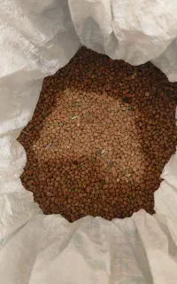 نخود زرد
