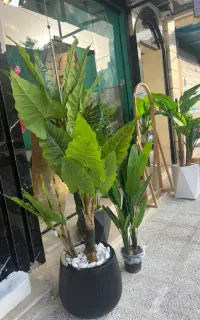 خاص ترین درختچه های سال