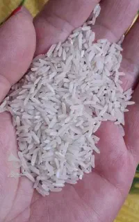 برنج نوچ طام هاشمی جنگلی روستایی من کشاورزم