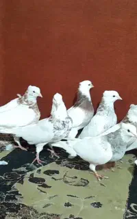 کلفه