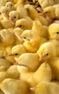 جوجه گوشتی رشد در ۴۵ روز تضمینی نژاد رآس