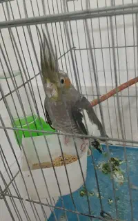 عروس هلندی