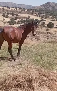 اسب