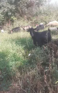 فروش تعدادی بز وبزغاله درشت یکجا