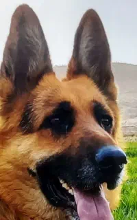سگ ژرمن کلاسیک
