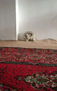 فسیل