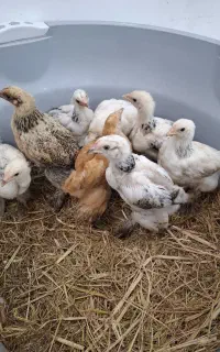 جوجه برهما پاپر گوشتی