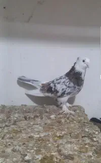 کبوتر ،کفتر شازده هما