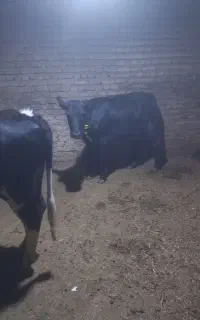 گاو
