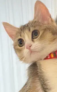 ماده