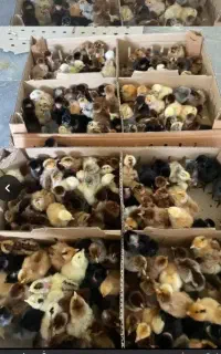 جوجه