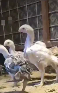 لاری اوشامو