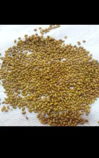 بذر یونجه پابلند صدرصد تضمینی