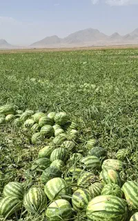 هندوانه
