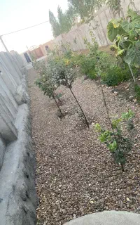 باغ ویلا در روستای پیله رود نمین