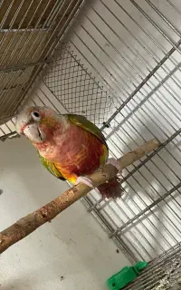 جفت گرینچیک