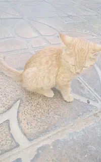 گربه دستی رنگ پرتقالی