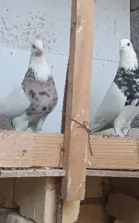 ۱۰ تا طوقی ۸ تومن وراوی