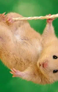 همسترهای عروسکی جوجه و بالغ و مولد کلی و جزیی