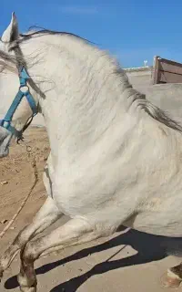 اسب اصیل کرد درجه1