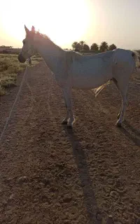اسب مادیان