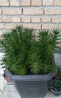 گلهای طبیعی