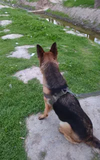 واگذاری ژرمن شپرد ورک