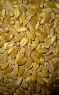 گندم زعفرانی
