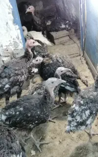 جوجه بوقلمون برنز