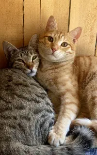 گربه خونگی بازیگوش