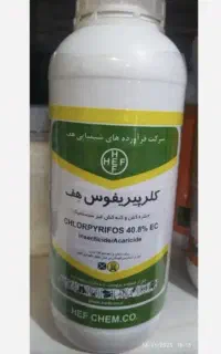 سم کلرپیریفوس