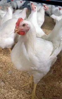 شاگردی میخوام برای مرغی