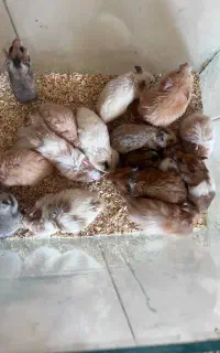 تعدادی بچه همستر و بالغ پشمالو و باوره نژاد سوری