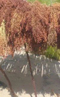 جارو زیر قیمت بازار