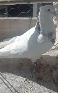 طوقی نر